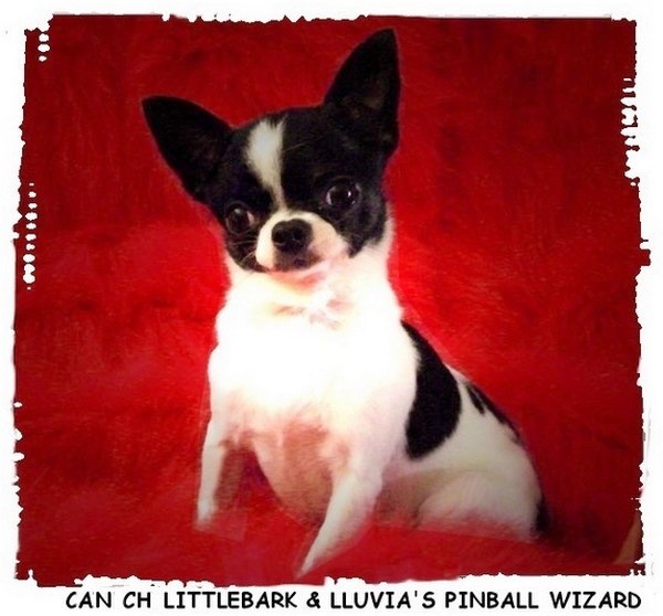 CH. littlebark & lluvia's pinball wizard