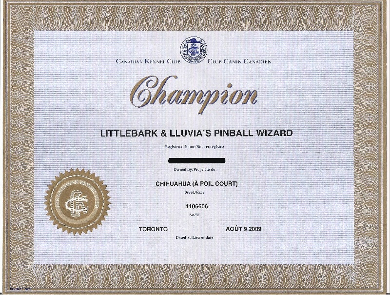 CH. littlebark & lluvia's pinball wizard