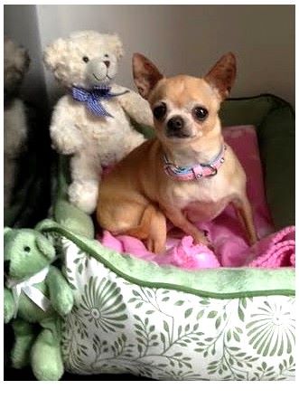 G't'adore del Templo Mayor